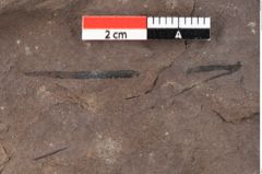 Foto (Detailansicht) von Pinus praepumilio Ettingshausen (NHMW-GEO-2024-0188-0270)